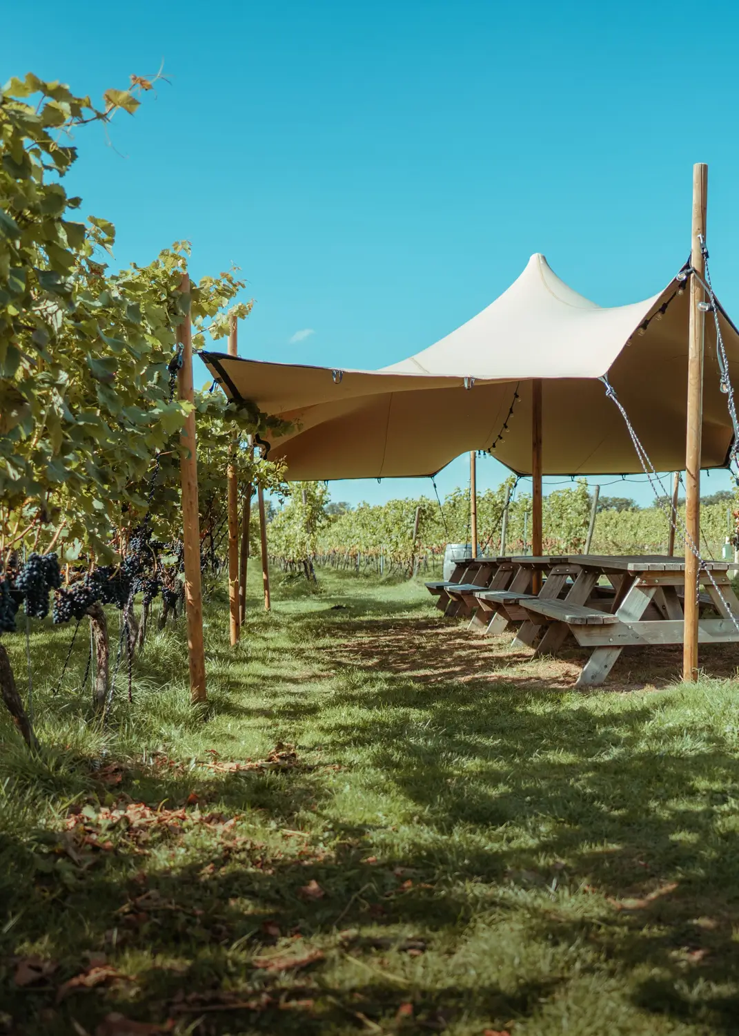 Wijngaard met stretchtent en picknicktafels
